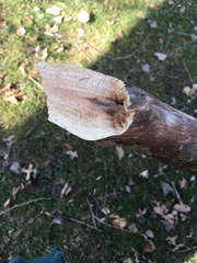 Splanchnonema platani