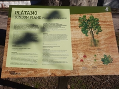 Platanus × hispanica