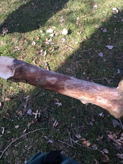 Splanchnonema platani