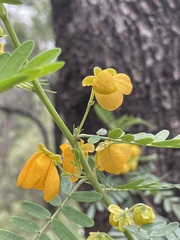 Senna coronilloides