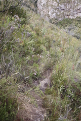 Pelargonium divisifolium