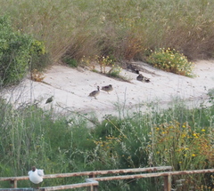 Marmaronetta angustirostris