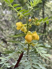 Senna coronilloides