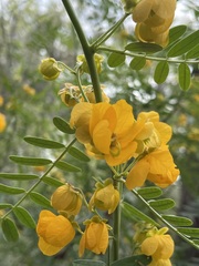Senna coronilloides