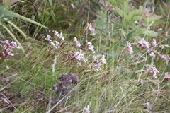 Pelargonium divisifolium