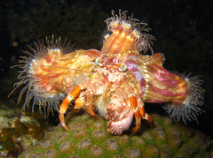 Dardanus pedunculatus