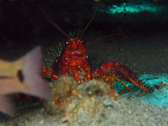 Enoplometopus occidentalis