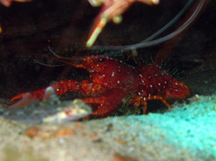 Enoplometopus occidentalis