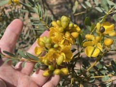 Senna pleurocarpa