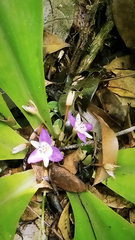 Dichorisandra acaulis