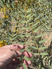 Senna pleurocarpa