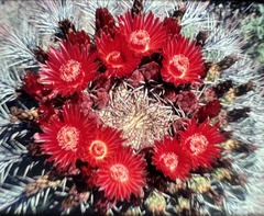 Ferocactus emoryi