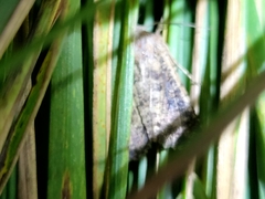 Ichneutica morosa
