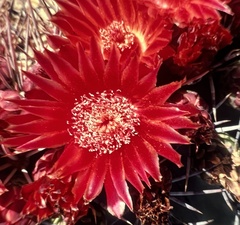 Ferocactus emoryi