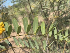 Senna pleurocarpa
