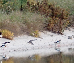 Marmaronetta angustirostris