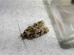 Barea exarcha