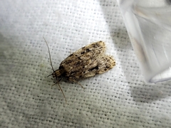Barea exarcha