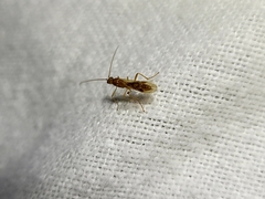 Meteorus pulchricornis