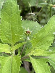 Sigesbeckia orientalis