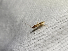 Meteorus pulchricornis