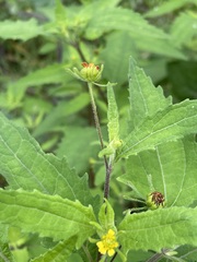 Sigesbeckia orientalis