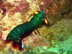 Odontodactylus scyllarus