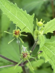 Sigesbeckia orientalis