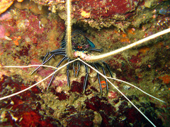 Panulirus versicolor