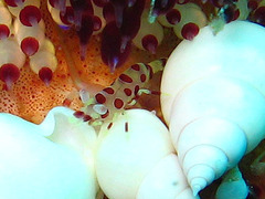 Periclimenes colemani