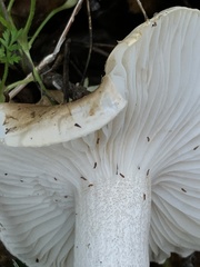 Hygrophorus