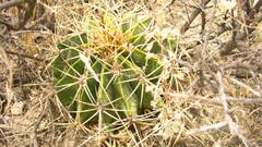Ferocactus histrix