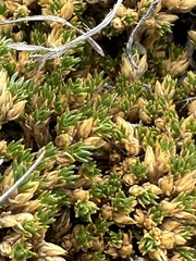 Colobanthus lycopodioides