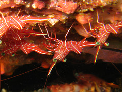 Rhynchocinetes durbanensis