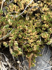 Colobanthus lycopodioides