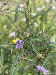 Solanum ferocissimum