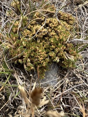 Colobanthus lycopodioides