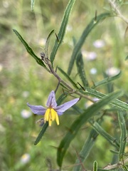 Solanum ferocissimum