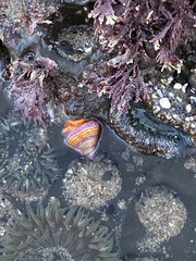 Calliostoma annulatum