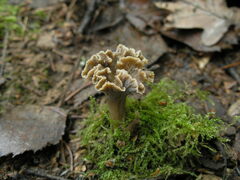 Craterellus undulatus