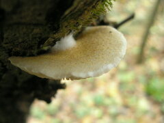 Crepidotus calolepis