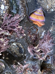 Calliostoma annulatum