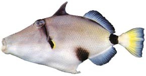 Deepwater Picasso triggerfish (Rhinecanthus abyssus) — Balistidae