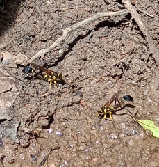 Sceliphron fistularium