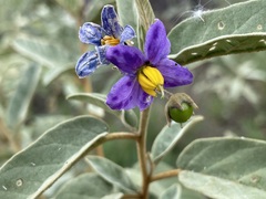 Solanum nemophilum