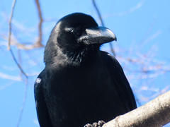 Corvus macrorhynchos