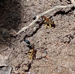 Sceliphron fistularium