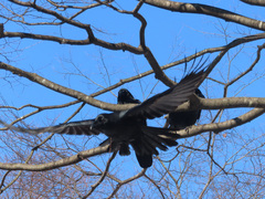 Corvus macrorhynchos