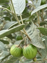 Solanum nemophilum