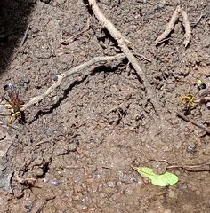 Sceliphron fistularium